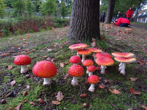 Paddenstoelen - mysterieus en onmisbaar