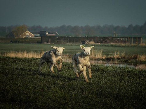 Kijken met de ogen van Hung Hoang