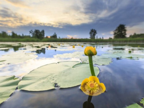 Themaochtend: Naardermeer Themaochtend: Naardermeer
