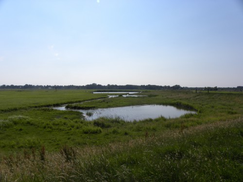 Weidevogelexcursie Weidevogelexcursie