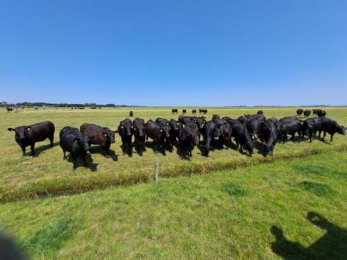 Themacafé: Het boerenleven in Eemnes