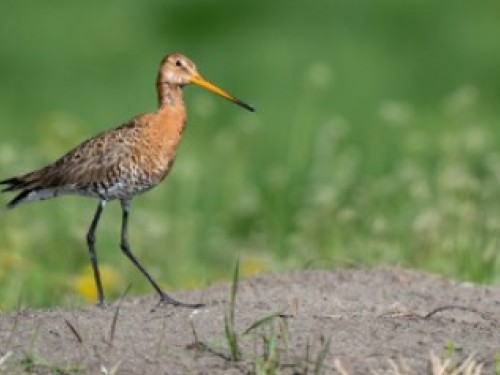 Themaochtend: Passie voor weidevogels Themaochtend: Passie voor weidevogels